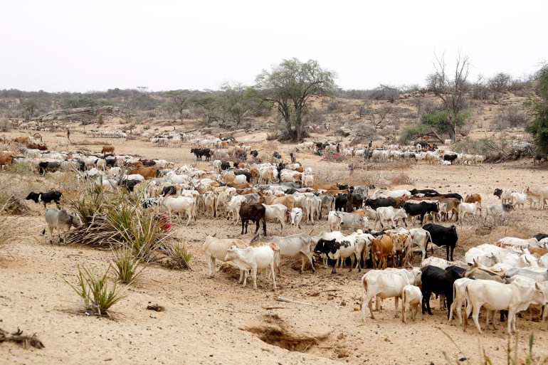 ap23345737197256-1706684008 FILE - Cattle roam in Samburu County, Kenya, on Saturday, Oct. 15, 2022. Five countries in East and southern Africa are in the midst of outbreaks of the anthrax disease, with more than 1,100 suspected cases and 20 deaths this year, the World Health Organization said Monday, Dec. 11, 2023. Anthrax usually affects livestock like cattle, sheep and goats as well as wild herbivores. Humans can be infected if they are exposed to the animals or contaminated animal products. (AP Photo/Brian Inganga, File)