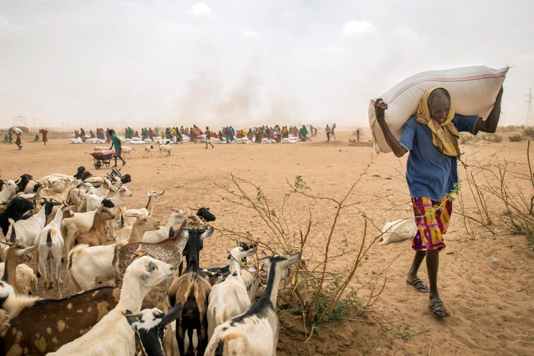 ap345551640365-1706683994 A man carries animal feed distributed under a European Union (EU) funded project in the Sitti Zone of Ethiopia, Friday, April 8, 2016, near the border with Somalia. The EU has announced 122.5 million euros in aid to address the immediate needs of people affected by a worsening humanitarian and drought situation in Ethiopia. (AP Photo/Mulugeta Ayene)