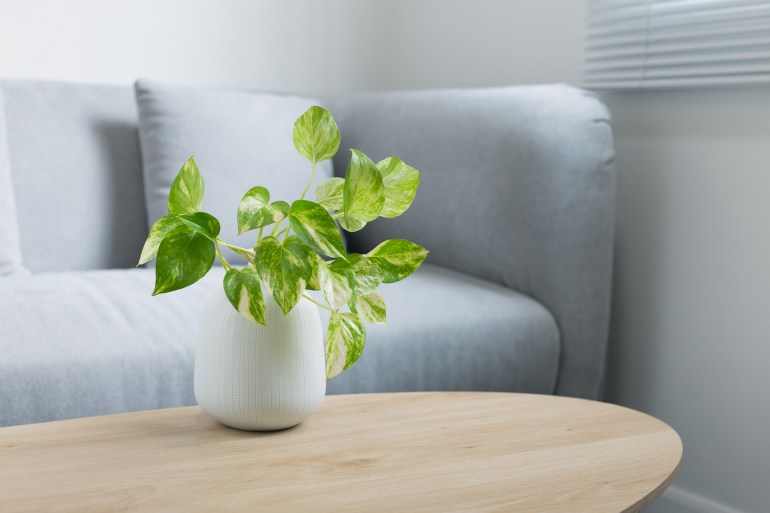 shutterstock_1663552042-1706811752 Epipremnum aureum plant on wooden table in living room. Epipremnum aureum (Linden & André) G.S.Bunting in gray ceramic pot.