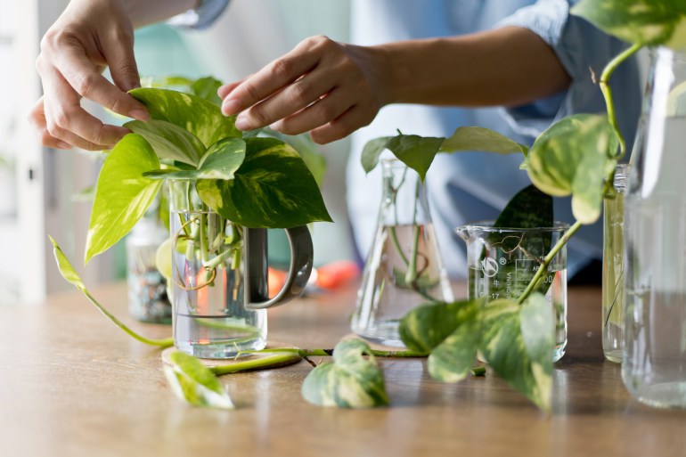 shutterstock_1792944853-1706811706 Woman propagating pothos plant from leaf cutting in water. Water propagation for indoor plants.