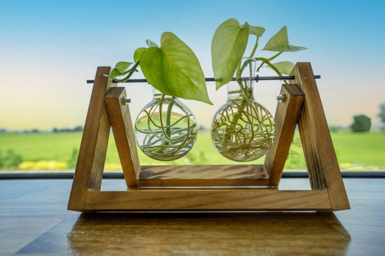 shutterstock_1875155314-1706811734 Golden Pothos or Devil's Ivy in glass tube hanging on Wooden stand as an ornamental plant for home decoration