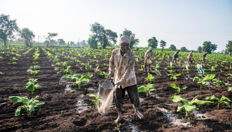 shutterstock_2021014634-1708338467 NASIK, MAHARASHTRA, INDIA : June 30, 2021 : Fertilizing Banana crops by group of farmers at NASIK, MAHARASHTRA, INDIA