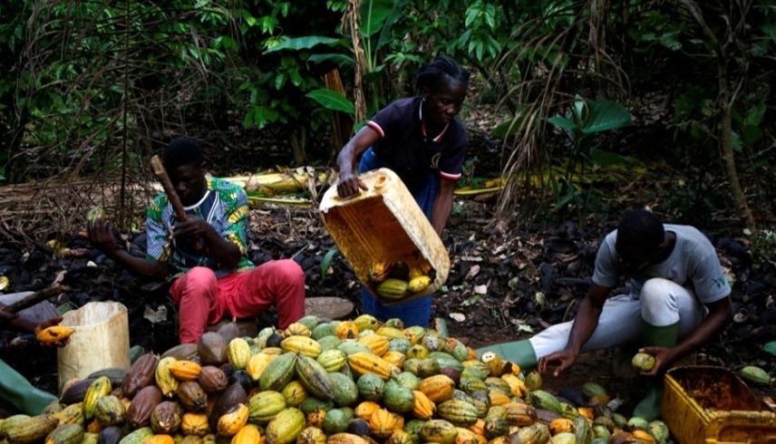 "الشوكولاتة مهددة".. فيضانات نيجيريا تخفض مخزون "الكاكاو" عالمياً