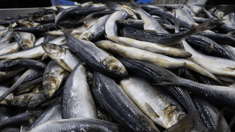 9889981-1715262163 الرنجة المصرية.. أسماك ذهبية على موائد 32 دولة