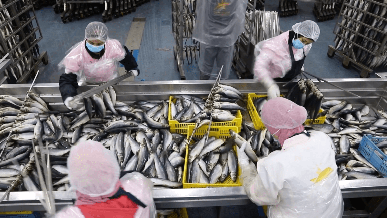 9889982-1715262173 الرنجة المصرية.. أسماك ذهبية على موائد 32 دولة