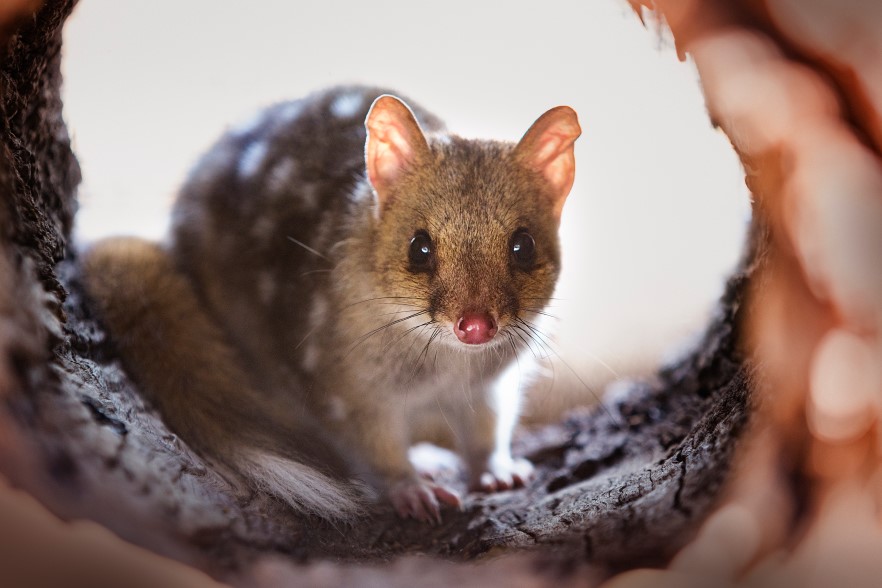 eastern-quoll-credit-adam-mcgrath-custom