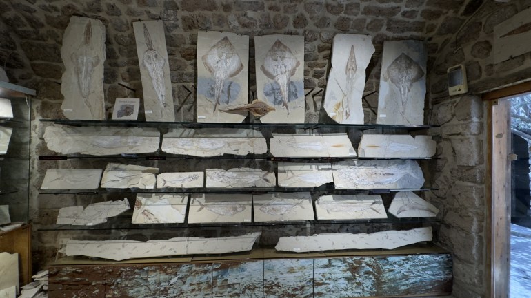 3-1717928588 يضم المتحف 800 قطعة نادرة من الكائنات المتحجرة