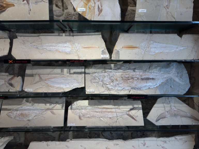 5-1717928643 تحتفظ المتحجرات بالأقسام الرخوة لجسم السمكة وجلدها وعظامها