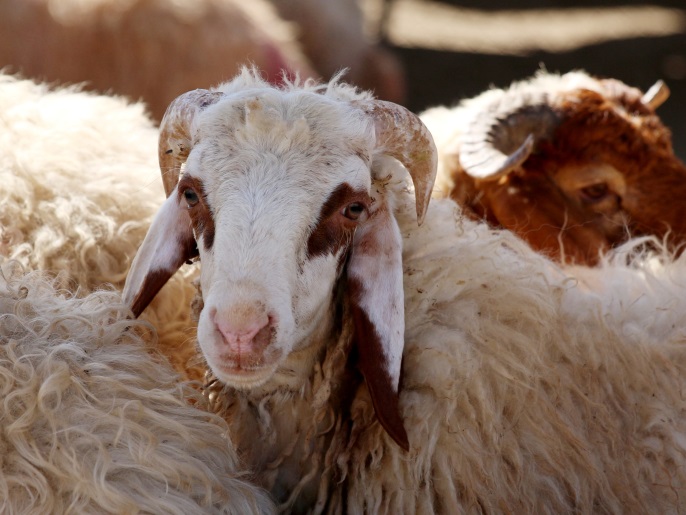 6d4223a0-b7f2-450f-bc96-c16aab6a0ebc blogs الأضحية