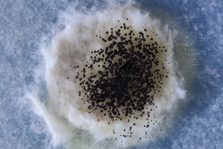 shutterstock_1654369453-1719256705-1