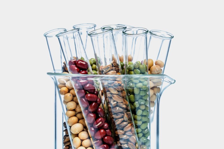 1085-1723727366 Legume with Wheat genetically modified, Plant Cell غيتي
