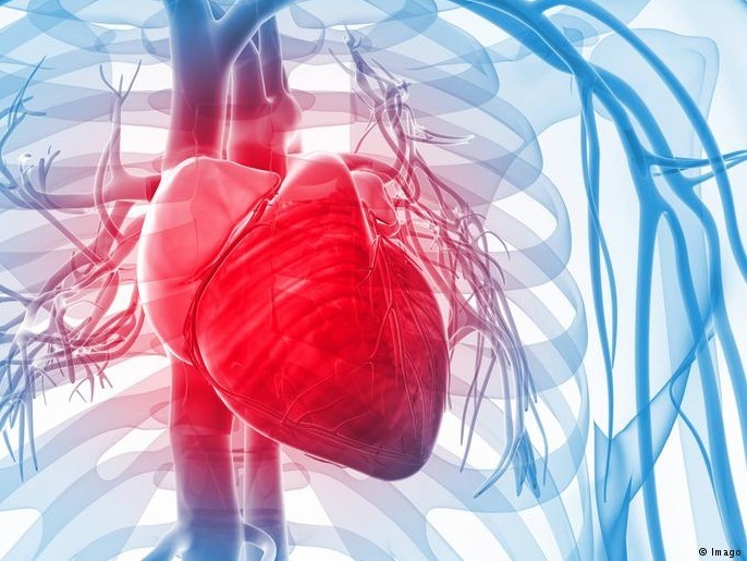 3e151dc4-8223-44aa-9608-dc1ce984ce6d القلب، قلب، حقائق مثيرة عن العضلة الأهم في جسم الإنسان