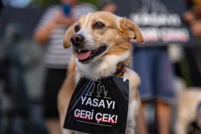afp-21-1722878630 A dog with a banner that reads "Withdraw the law" around its neck is seen during a rally to protest against a bill drafted by the government that aims to remove stray dogs off the country's streets, in Istanbul on July 23, 2024. - A Turkish parliamentary commission approved 7 articles of the draft law consisting of 17 articles aimed at managing the country's large stray dog population on 22 July. According to this, article 5, which includes the euthanasia of animals, was accepted by removing the word 'Euthanasia' on the bill. (Photo by Yasin AKGUL / AFP)
