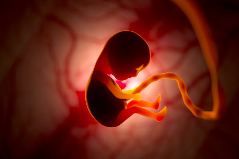 gettyimages-1288913695-1723463076 The development of a human embryo inside the womb during pregnancy. Little baby 3d illustration