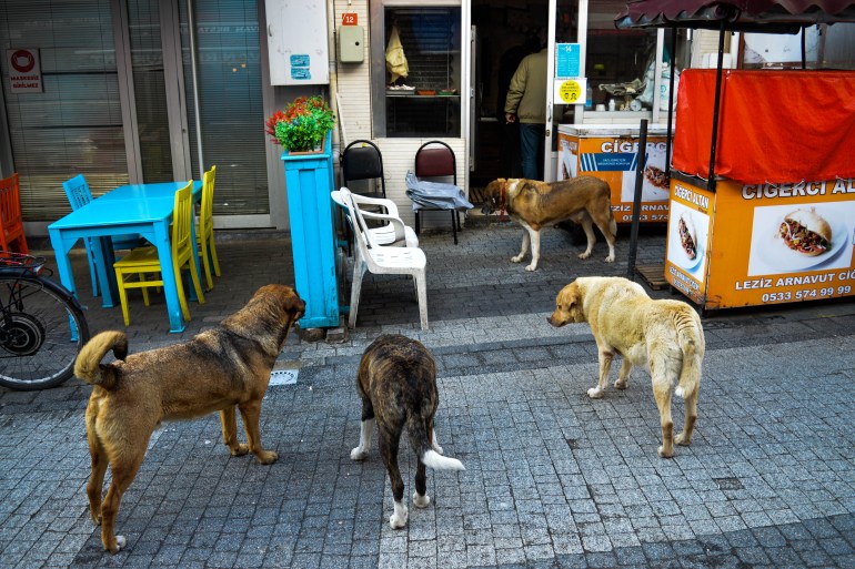 gettyimages-1369729784-1722876122 Stray dogs wander around the streets of Buyukada, the largest of the Princes' Islands, in Istanbul, Turkey, on Wednesday, February 9, 2022. The fears of the Istanbul residents grow over due to the stray dog attacks which have severely increased in the last year. (Photo by: Altan Gocher/GocherImagery/Universal Images Group via Getty Images)