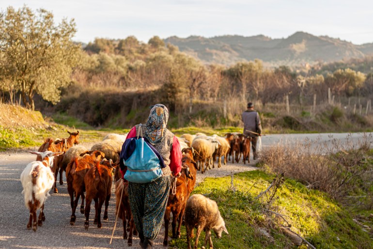shutterstock_1970312864-1723117484 Two villagers are bringing the herd back from grazing at the end of the day. A rural area in western Anatolian region of Turkey near Manisa province. Villagers wearing traditional clothes