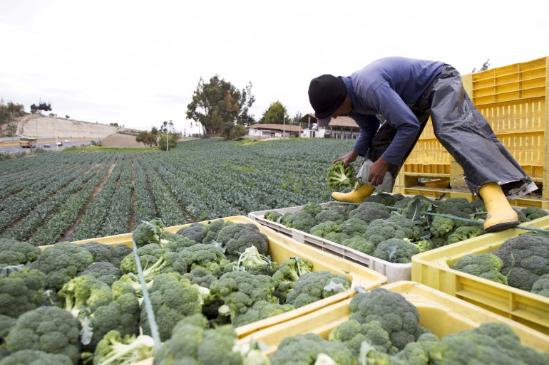 frozen-broccoli-1726927566 البروكلي الطازج يفقد عناصره الغذائية بسرعة