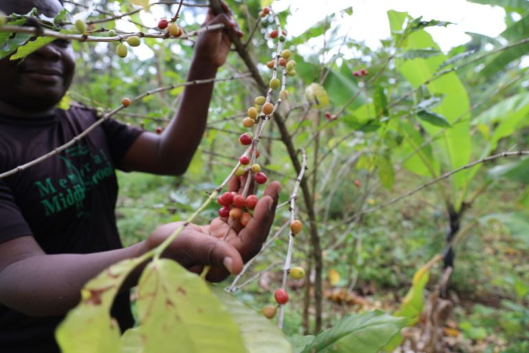 MBALE, UGANDA - SEPTEMBER 19: A man shows a branch of a coffee tree at the coffee cultivation field in Mbale, Uganda on September 19, 2024. While countries such as Ethiopia and Kenya stand out with their coffee production in eastern Africa, the contribution of Ugandan coffee, known as "natural coffee", to the country's economy has been increasing in recent years. Uganda grows two types of coffee, Arabica and Robusta. Arabica coffee is grown along the Kenyan border in the east of the country, while Robusta coffee is grown around Lake Victoria. While Arabica coffee has a bitter and pungent flavor, Robusta has a softer and sweeter taste. (Photo by Gokhan Kavak/Anadolu via Getty Images)