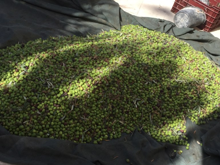 3-1728897442 3- فلسطين - زيتون- الجزيرة-13 أكتوبر 2024 - تقديرات وزارة الزراعة الفلسطينية تشير إلى 81 ألف طن من ثمار الزيتون هذا العام