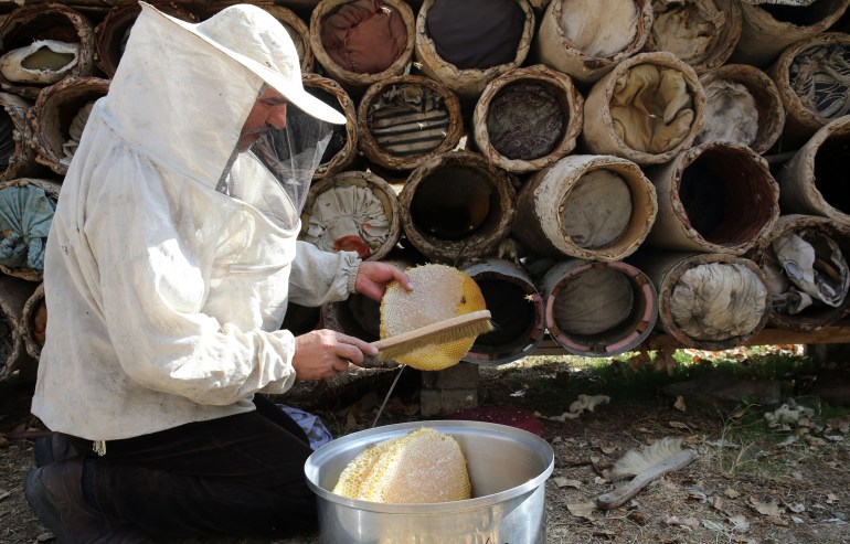 a768llmy-1732718404 في أعالي هضاب وجبال ولاية بِتليس التركية يسطّر عسل "قره قوان" الطبيعي قصة نجاح استثنائية، مُحققًا مكانة مرموقة بين أبرز نظرائه في العالم. عسل "قره قوان" الطبيعي يجنى وفقًا لأساليب إنتاج تقليدية فريدة ويستمد جودته الاستثنائية من بيئة بِتليس (شرق) الطبيعية النادرة وتنوعها النباتي الفريد، ليحقق طلبًا متزايدًا في الأسواق المحلية والعالمية. وفي فصل الربيع، يتوجه مربو النحل إلى الهضاب والمرتفعات، ويضعون خلايا النحل المصنوعة يدويًا من أغصان الصفصاف المغطاة بالطين أو السماد الطبيعي في مواقع مختارة بعناية. ( Şener Toktaş - وكالة الأناضول )