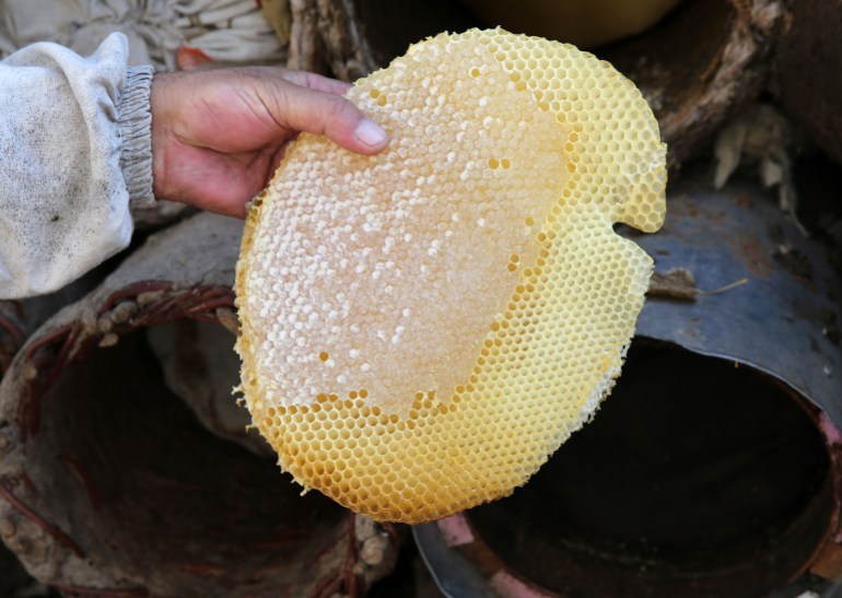 allmwyd_llmy-1732718397 في أعالي هضاب وجبال ولاية بِتليس التركية يسطّر عسل "قره قوان" الطبيعي قصة نجاح استثنائية، مُحققًا مكانة مرموقة بين أبرز نظرائه في العالم. عسل "قره قوان" الطبيعي يجنى وفقًا لأساليب إنتاج تقليدية فريدة ويستمد جودته الاستثنائية من بيئة بِتليس (شرق) الطبيعية النادرة وتنوعها النباتي الفريد، ليحقق طلبًا متزايدًا في الأسواق المحلية والعالمية. وفي فصل الربيع، يتوجه مربو النحل إلى الهضاب والمرتفعات، ويضعون خلايا النحل المصنوعة يدويًا من أغصان الصفصاف المغطاة بالطين أو السماد الطبيعي في مواقع مختارة بعناية. ( Şener Toktaş - وكالة الأناضول )