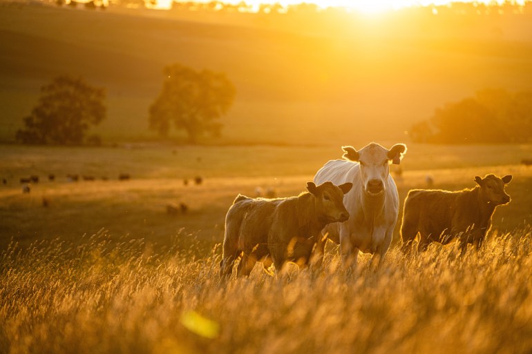 austaralia4-1732805966 beautiful cattle in Australia eating grass, grazing on pasture. Herd of cows free range beef being regenerative raised on an agricultural farm. Sustainable farming