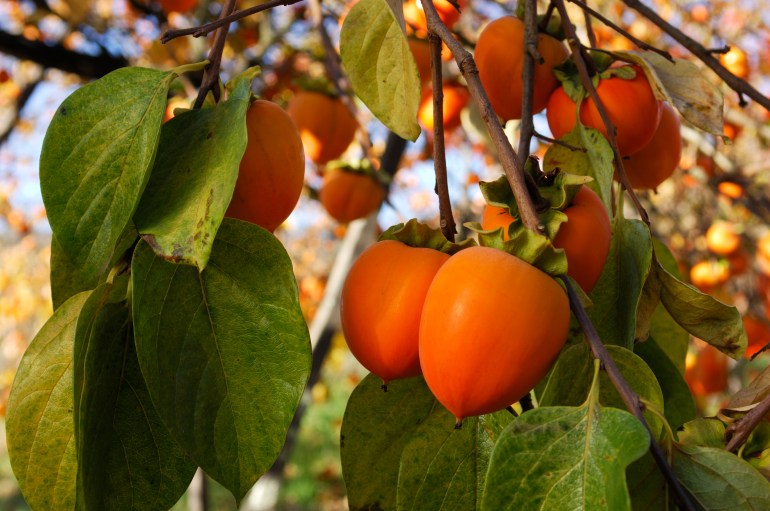 gettyimages-157720944-1731855288 Cluster of organic persimmon fruit growing on a tree branch, on a farm along the California coast.