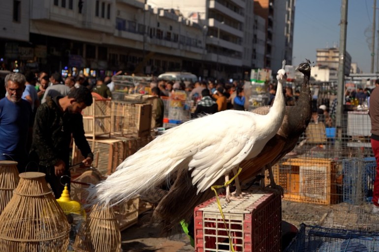 d9a1d9a2d9a3d9a4d9a5d9a64-1734805124 زوار السوق من السياح والمحليين في رحلة عبر الزمن الجزيرة