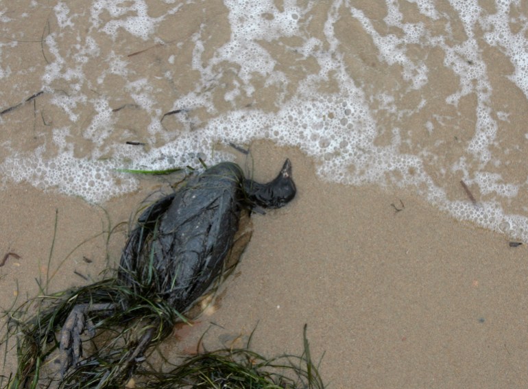 d8a8d98ad9824-1-1740474322 A dead bird covered in oil lies along the sea shore at Ukraine's "Kosa Tuzla" island, near Black Sea port Kerch November 15, 2007. A severe storm broke a small Russian oil tanker in two off the Ukrainian port of Kerch on Sunday, spilling up to 2,000 tonnes of fuel oil in what a Russian official said was an "environmental disaster". REUTERS/ Gleb Garanich (UKRAINE)