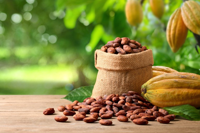 shutterstock_2321693473-1739279880 Dried yellow cocoa beans with fresh pods on wooden table with cocoa plant background.