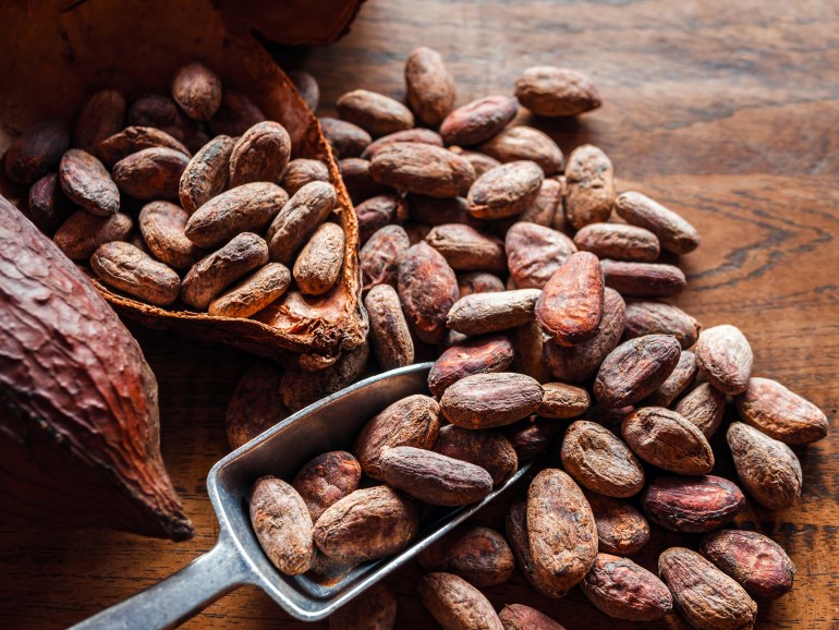 shutterstock_2466036541-1739279910 Close-up of brown cocoa beans and dry cacao pod on a vintage wooden table.top view