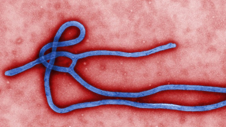 acedaf91-ac29-4fd3-b77f-0316bb8b39f1 An undated handout image of the Ebola virus, created by CDC microbiologist Cynthia Goldsmith and made available by the Centers for Disease Control and Prevention. According to CDC the colorized transmission electron micrograph (TEM) revealed some of the ultrastructural morphology displayed by an Ebola virus virion. A new outbreak of the highly contagious Ebola has been reported from western Uganda on 28 July 2012, 20 cases and 14 deaths recorded.