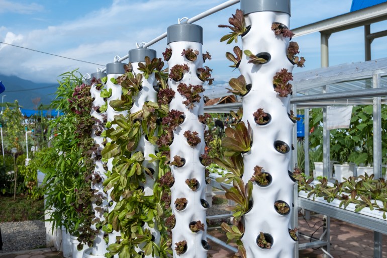 plantation of red lettuce or salanova lettuce with the vertical hydroponic method, vertical hydroponic tower pipes
