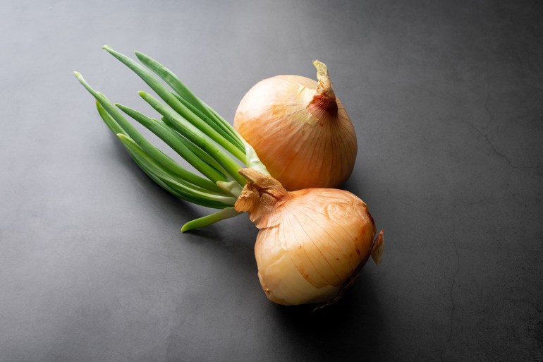 shutterstock_2105258972-1745084839 Sprouted and Unsprouted Onions on a Dark Background: A yellow onion with green leaves or shoots sprouting next to an unsprouted onion; Shutterstock ID 2105258972; purchase_order: aj; job: ; client: ; other: