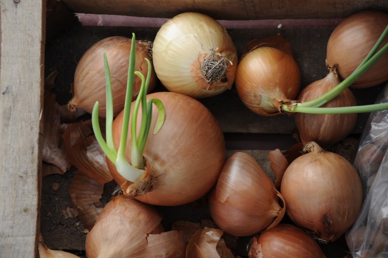shutterstock_2362954551-1745084847 Sprouted onions in a drawer. Organic cooking; Shutterstock ID 2362954551; purchase_order: aj; job: ; client: ; other: