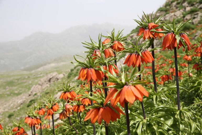 تركيا.. جبال سيرت تترصع بأزهار "التوليب المقلوب"