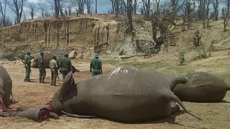A group of elephants, believed to have been killed by poachers, lie dead at a watering hole in Zimbabwe's Hwange National Park October 26, 2015. Picture taken October 26, 2015. REUTERS/Stringer TEMPLATE OUT