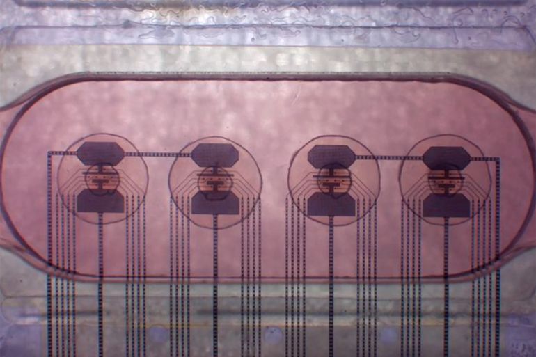 After an intensive year of relentless research, we are thrilled to announce that FinalSpark’s Biological Neuroplatform BNP has advanced to the production stage, pushing the boundaries of what we thought possible in neurophysiology.