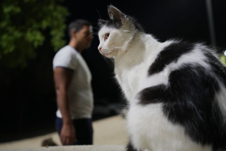 ap25281335864568-1760467790 A cat is seen at a park at Strovolos area in capital Nicosia, Cyprus, Oct. 6 2025. (AP Photo/Petros Karadjias)