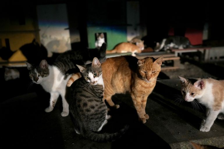ap25281335930353-1760467775 Cats are seen at a park in Lakatamia area, of capital Nicosia, Cyprus, Oct. 4, 2025. (AP Photo/Petros Karadjias)