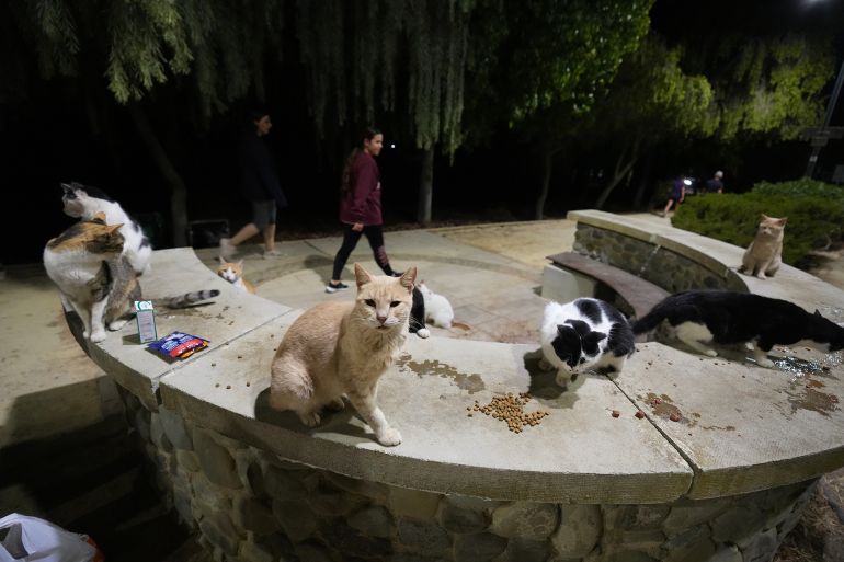 ap25281335959585-1760467783 Women walk by cats at a park in Strovolos area of capital Nicosia, Cyprus, Oct. 6, 2025. (AP Photo/Petros Karadjias)