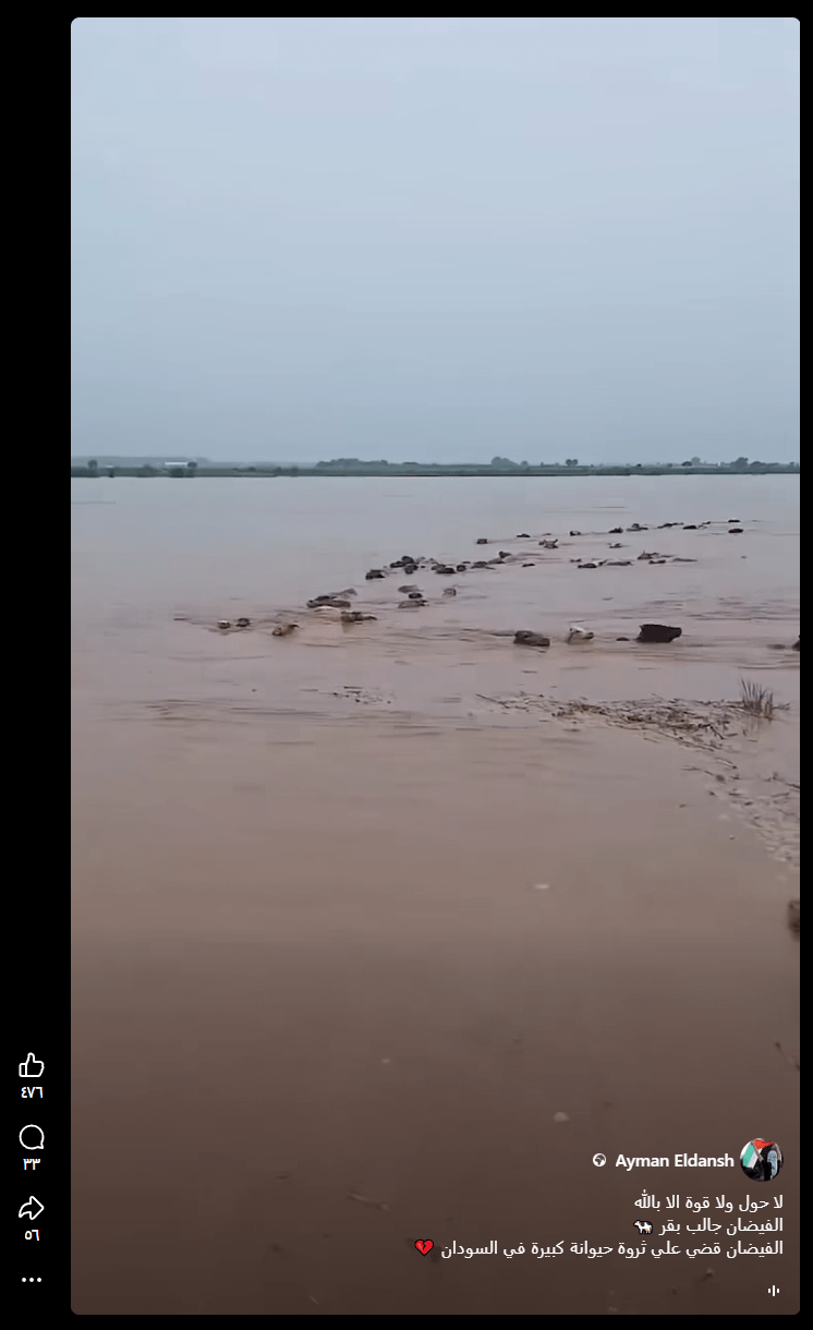لقطة من فيديو زعم ناشطون أنه يظهر تجريف أبقار من السودان إلى مصر إثر الفيضان (منصات التواصل)