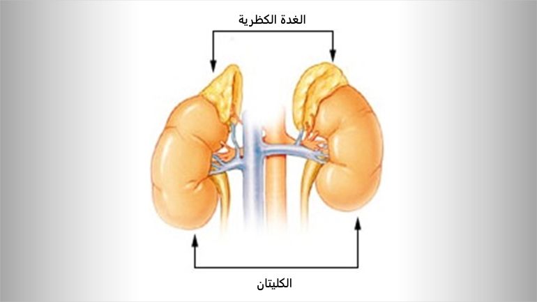 d8a7d984d987d8b1d985d988d986d8a7d8aa-d8a7d984d985d988d8b3d985d98ad8a9-4