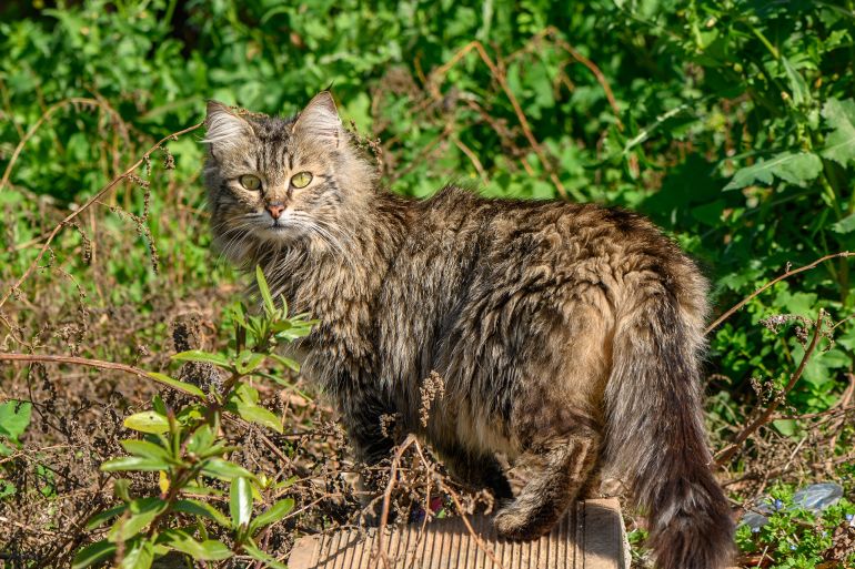 shutterstock_2429578629-1760467766 tabby cat in winter in Cyprus; Shutterstock ID 2429578629; purchase_order: aj; job: ; client: ; other: