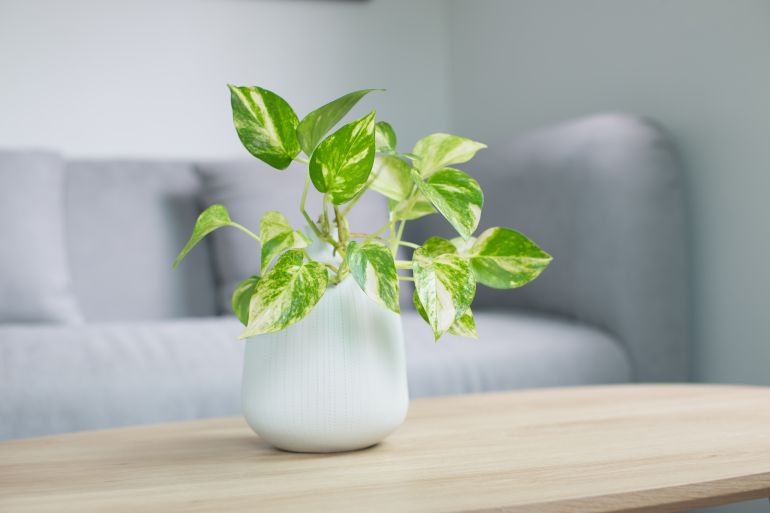 Epipremnum aureum plant or golden pothos on wooden table in living room. epipremnum aureum (linden & andr?) g.s.bunting in gray ceramic pot.; Shutterstock ID 1757060777; purchase_order: jnet; job: ; client: ; other: