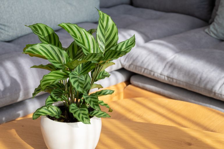 Calathea Freddie (Calathea concinna) plant in modern interior house; Shutterstock ID 2051565446; purchase_order: jnet; job: ; client: ; other: