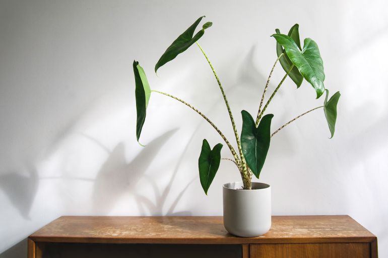 Alocasia zebrina Tiger houseplant in pot on shabby chic, grungy wooden shelf. Isolated on white background, text space. Black and white striped stem, glossy textured, green, and arrow shaped leaves.