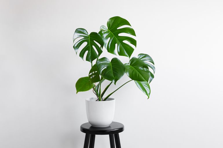Young plant of Monstera deliciosa or Swiss Cheese Plant in a white flower pot on the light background with copy space, home gardening and connecting with nature; Shutterstock ID 2248368793; purchase_order: jnet; job: ; client: ; other: