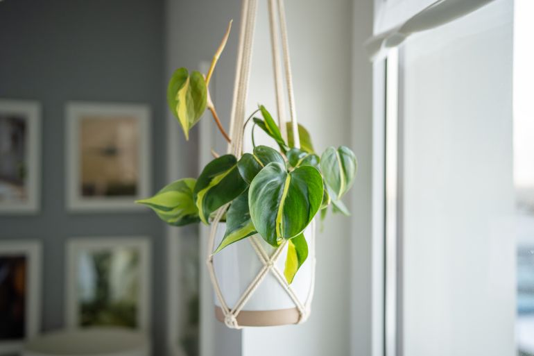 Plant Philodendron Brasil in white ceramic pot hanging from cotton macrame next to the window at home, soft focus. Pothos in hanging pot. Green houseplant in handmade holders made of rope.; Shutterstock ID 2424289759; purchase_order: jnet; job: ; client: ; other: