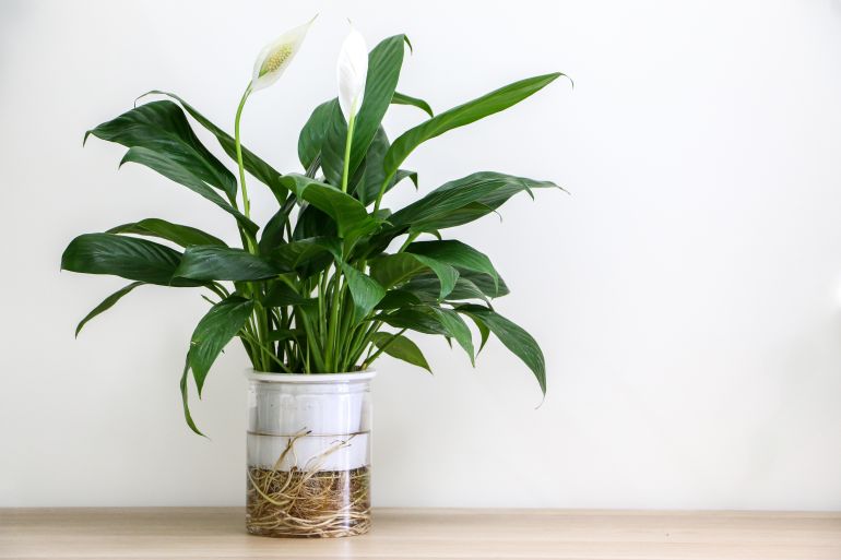 A beautiful flowering Peace Lily indoor houseplant (also known as Spathiphyllum wallisii, White Sails, Spathe Flower) on left of wooden surface against white wall of home interior, copy space on right; Shutterstock ID 2504338475; purchase_order: ajnet; job: ; client: ; other:
